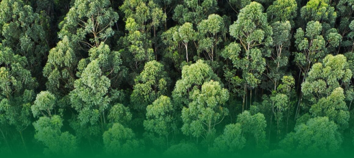 Florestas Jaepel: Sustentabilidade e Preservação Ambiental em Harmonia