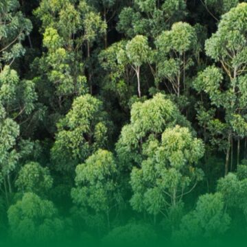 Florestas Jaepel: Sustentabilidade e Preservação Ambiental em Harmonia